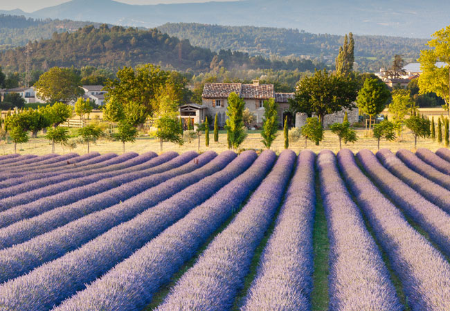 Blooming lavender fields 